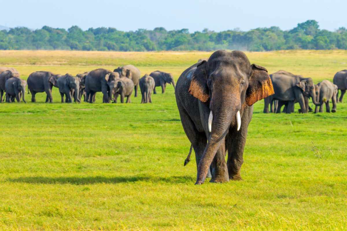 Kuravi Tours Sri Lanka experience