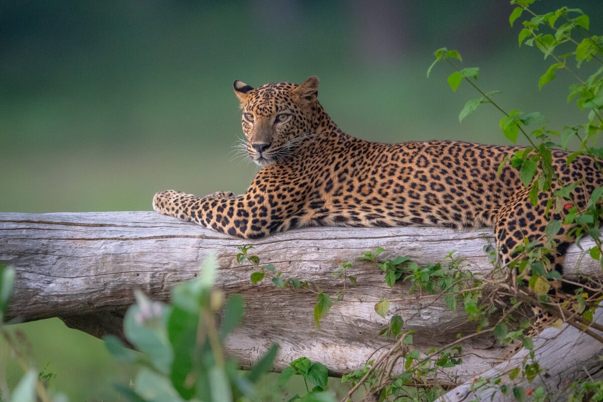 Sri Lanka travel experience