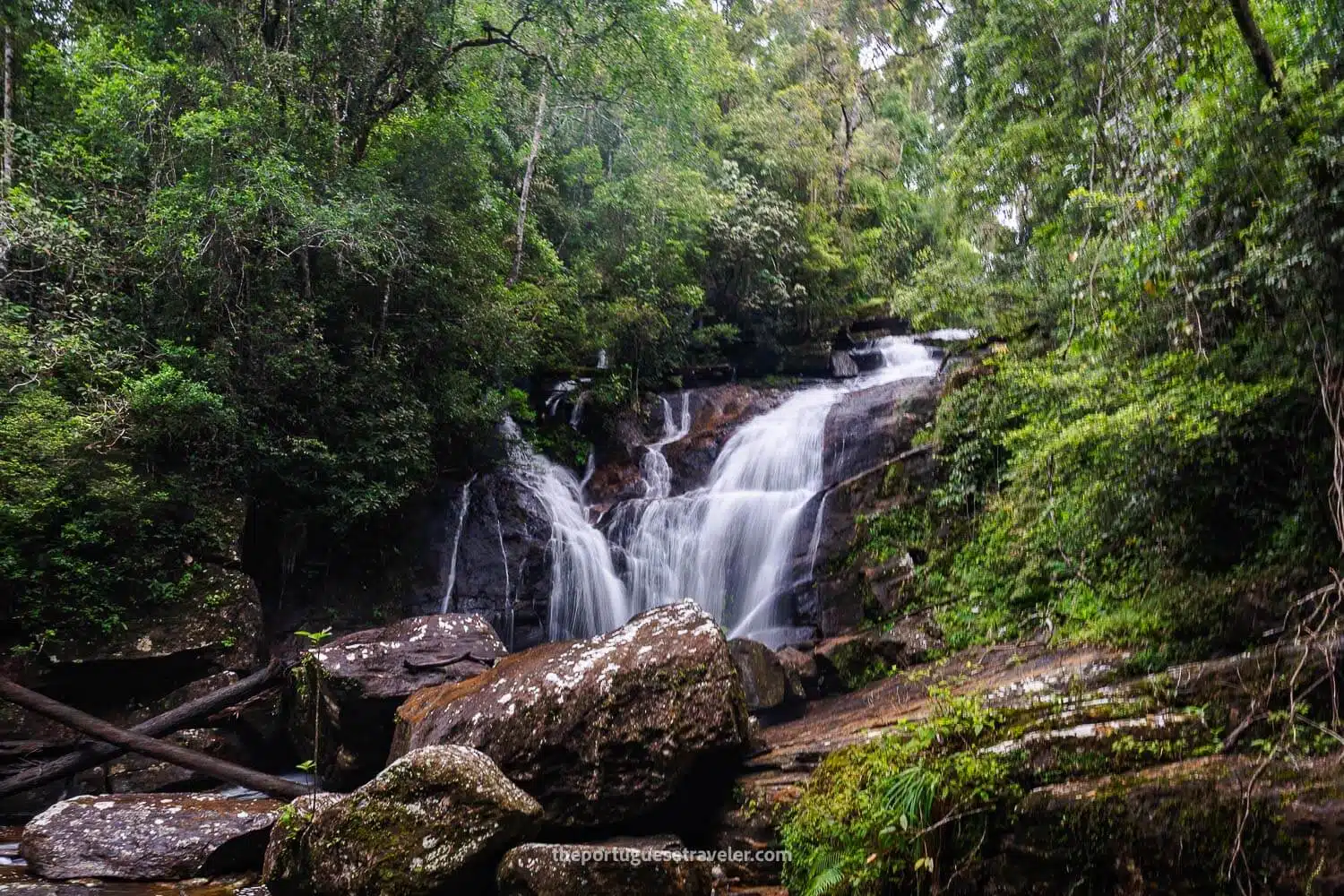 Sinharaja Rainforest