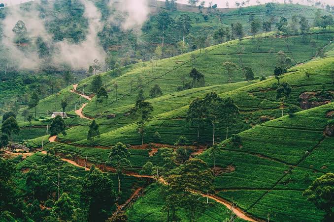 Nuwara Eliya Tea Gardens