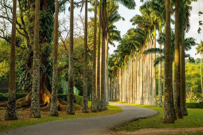 Peradeniya Royal Botanical Gardens