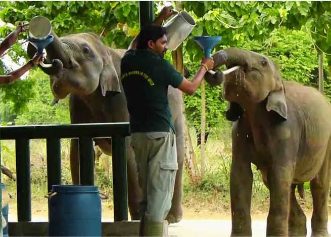 Udawalawe Elephant Transit Home