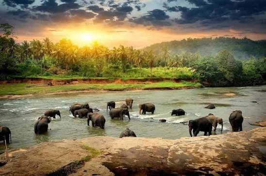 Pinnawala Elephant Orphanage